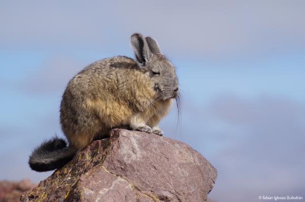 200mm, ƒ/9, 1/640s, ISO200 - 18.02.2017 - Lago Chungará, Chile. ▶ Una Vizcacha, típico roedor del altiplano. © Fabián Iglesias.